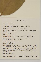 訶梨勒、訶子藏品圖，第2張