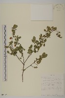 登錄號:S097487藏品圖，第1張