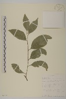 登錄號:S097488藏品圖，第1張