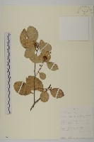 登錄號:S097489藏品圖，第1張