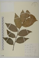 登錄號:S097490藏品圖，第1張