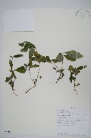 登錄號:S097504藏品圖，第1張