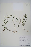 登錄號:S097505藏品圖，第1張