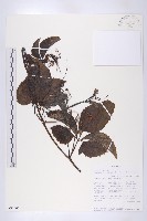 干貝堅果藏品圖，第1張