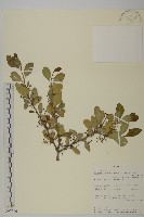 登錄號:S097516藏品圖，第1張
