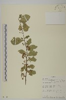 登錄號:S097530藏品圖，第1張