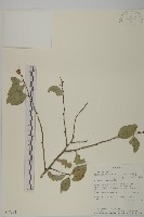 登錄號:S097533藏品圖，第1張