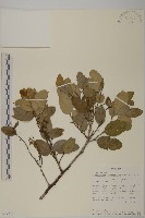 登錄號:S097534藏品圖，第1張