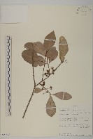 裸實藏品圖，第1張