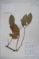 登錄號:S097543藏品圖，第1張