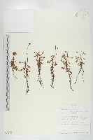 登錄號:S097550藏品圖，第1張