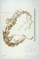 登錄號:S097552藏品圖，第1張