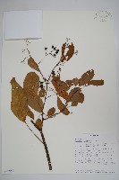 登錄號:S097558藏品圖，第1張