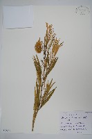 釘頭果藏品圖，第1張