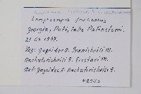 釘頭果藏品圖，第2張