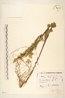 登錄號:S097562藏品圖，第1張