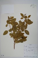 登錄號:S097563藏品圖，第1張