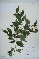 狹葉莢迷藏品圖，第1張