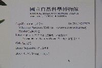 狹葉莢迷藏品圖，第2張
