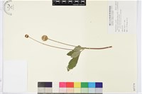 小白頭翁、野棉花藏品圖，第1張