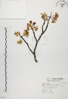 臺灣蘋果藏品圖，第1張