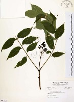 賊仔樹藏品圖，第1張