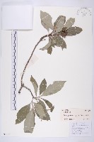 頭狀四照花藏品圖，第1張