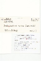 頭狀四照花藏品圖，第2張