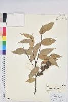 高山栲藏品圖，第1張