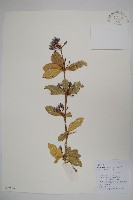 粉葉小檗藏品圖，第1張