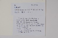 粉葉小檗藏品圖，第2張