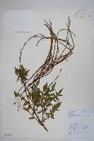 毛子草藏品圖，第1張