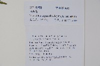 毛子草藏品圖，第2張