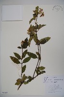 狹葉莢迷藏品圖，第1張