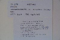 狹葉莢迷藏品圖，第2張