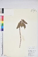 碟花杜鵑藏品圖，第1張