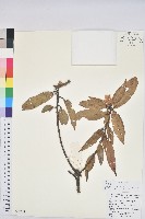 窄葉石櫟藏品圖，第1張