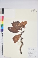 碟花杜鵑藏品圖，第1張