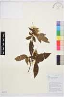 滑葉藤藏品圖，第1張