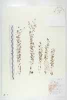 茅膏菜藏品圖，第1張