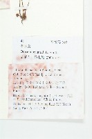 茅膏菜藏品圖，第2張