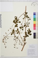 偏翅唐松草藏品圖，第1張