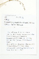 絞股藍藏品圖，第2張