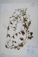 毛脈附地菜藏品圖，第1張