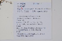 毛脈附地菜藏品圖，第2張