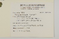 軟雀花藏品圖，第2張