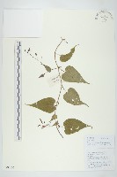 小萼飛娥藤藏品圖，第1張