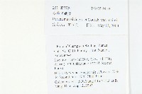 小萼飛娥藤藏品圖，第2張