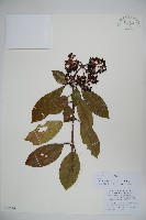 水紅木藏品圖，第1張