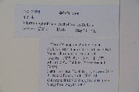 水紅木藏品圖，第2張